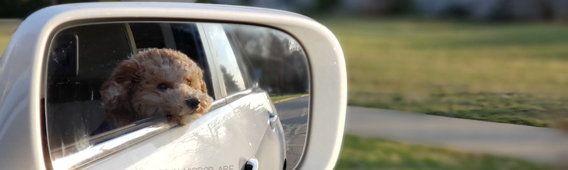 What is the Best Car for Dogs?